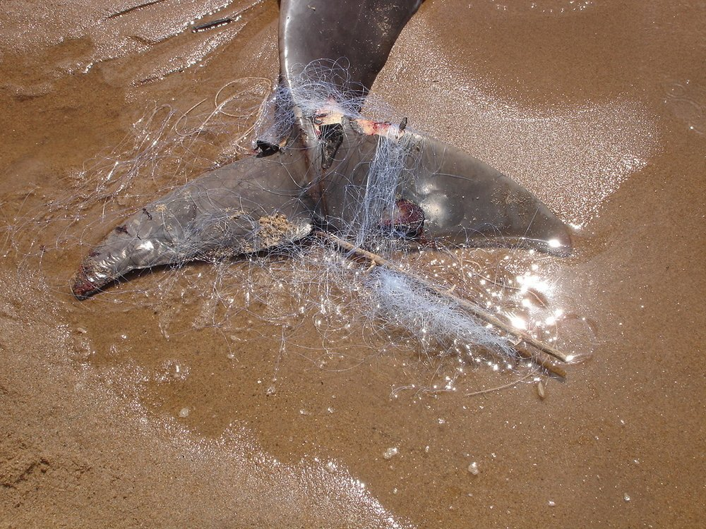 Những nỗ lực bảo tồn không ngừng nghỉ đã mang lại những kết quả đáng khích lệ. Đến tháng 7/2024, số lượng cá heo Irrawaddy tại sông Mê Kông ở Campuchia đã tăng từ 89 lên 105 cá thể. Đây là thành quả của sự hợp tác giữa chính phủ, cộng đồng địa phương và các tổ chức bảo vệ môi trường.(Ảnh: WWF Whales)