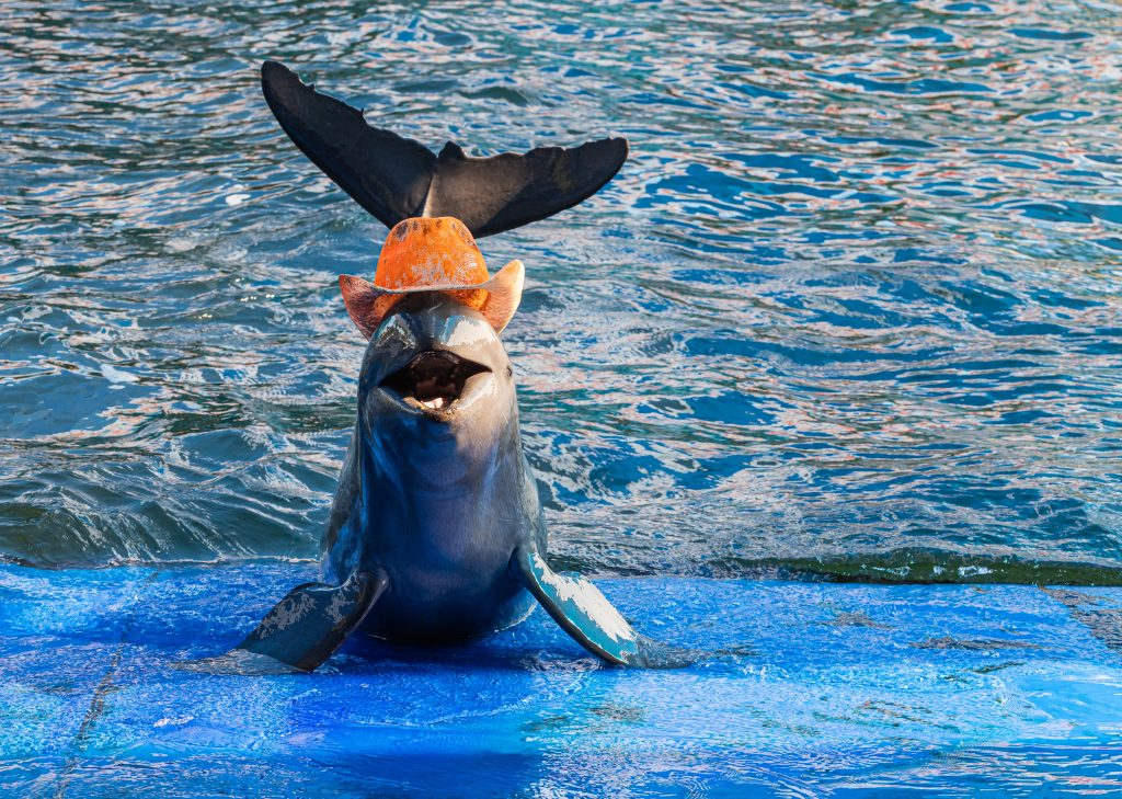 Mặc dù là biểu tượng của sông Mê Kông, cá heo Irrawaddy đang đối mặt với nguy cơ tuyệt chủng nghiêm trọng.(Ảnh: Maritime Fairtrade)