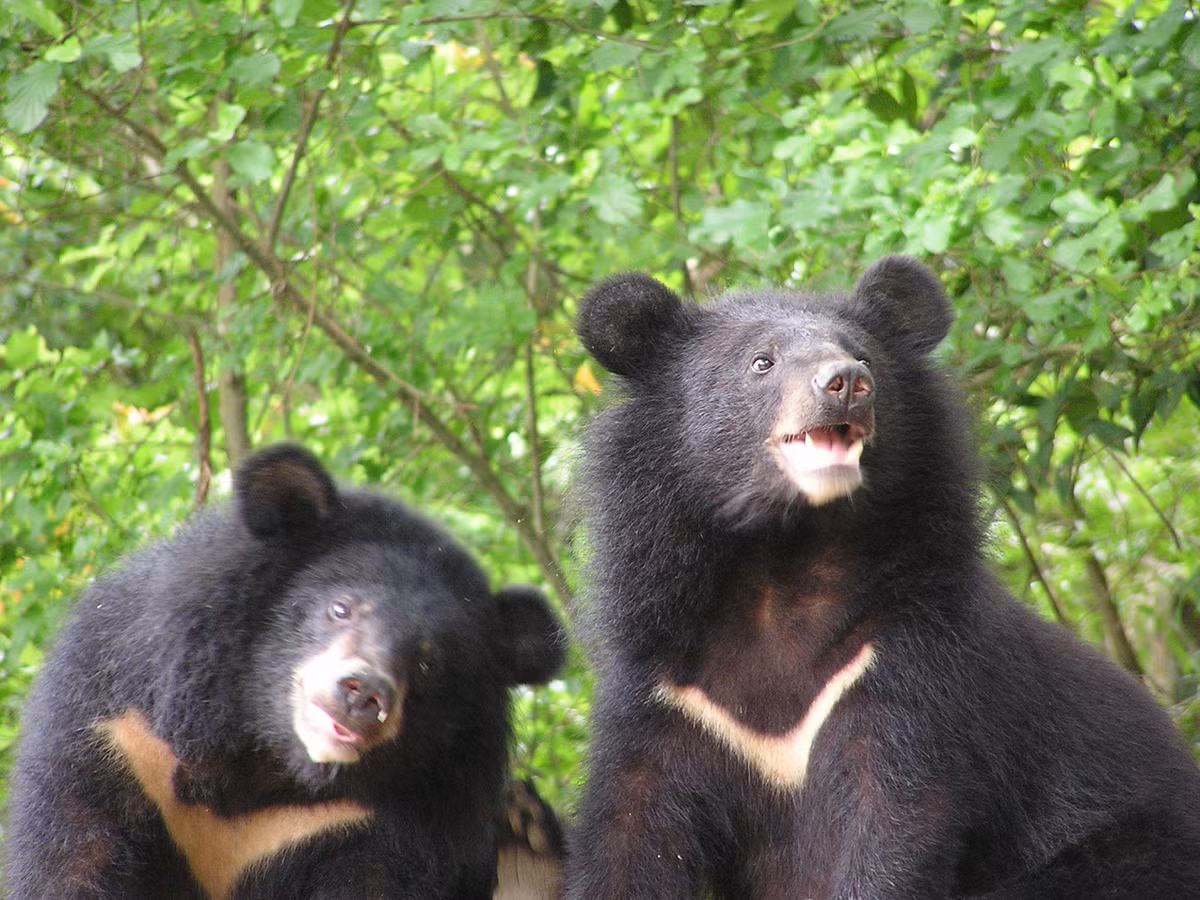 Gấu ngựa dài khoảng 1,30 - 1,90 m. Con đực nặng khoảng 110 – 150 kg, trong khi con cái nhẹ hơn, khoảng 65 – 90 kg. Tuổi thọ của gấu khoảng 25 năm. Gấu ngựa là loài ăn tạp, chủ yếu ăn hoa quả, quả mọng, cỏ, hạt, động vật thân mềm, mật ong và một lượng nhỏ thịt (cá, chim, động vật gặm nhấm và xác chết).(Ảnh: www.ysnp.gov.tw)