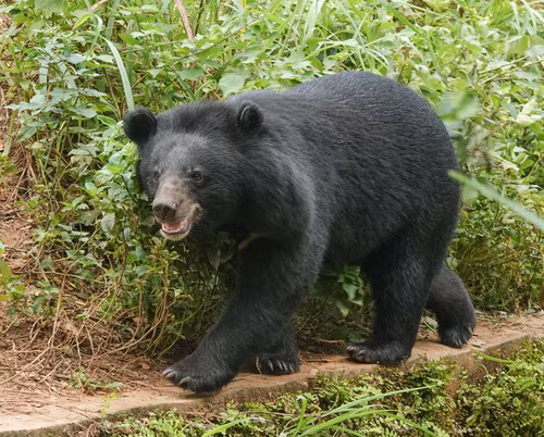 Gấu ngựa được xếp vào danh sách loài dễ bị tổn thương theo Sách đỏ IUCN. Chúng đối mặt với nguy cơ tuyệt chủng do mất môi trường sống, săn bắt trộm và bị giết vì gây hại đến cây trồng và vật nuôi. Việc săn bắt gấu ngựa hiện chỉ hợp pháp ở Nhật Bản và Nga, nhưng vẫn xảy ra nạn săn bắn trái phép.(Ảnh:iNaturalist)