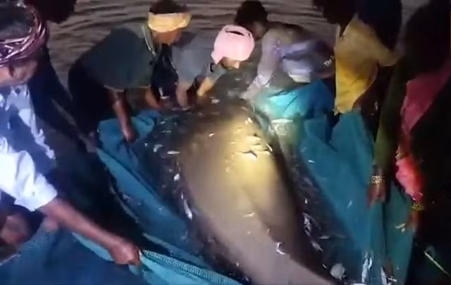 " Thuỷ quái" này đã sa lưới của một ngư dân tên là Chellathurai. Sau khi kiểm tra kỹ, nhóm ngư dân thông báo cho sở lâm nghiệp Pattukottai và với sự giúp đỡ của các viên chức sở lâm nghiệp, họ đã thả con cá cúi trở lại biển an toàn vào ngày 10/11. (Ảnh: India Today)