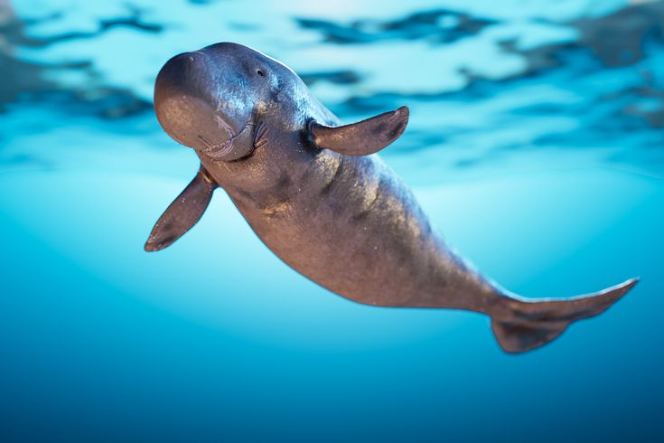 Dugong là loài động vật hiền lành và sống đơn độc hoặc theo nhóm nhỏ. Chúng thường di chuyển chậm chạp và dành phần lớn thời gian để ăn cỏ biển. Dugong có thể sống tới 70 năm và sinh sản chậm, với chu kỳ mang thai kéo dài khoảng 13 tháng và mỗi lần chỉ sinh một con.(Ảnh: Pinterest)