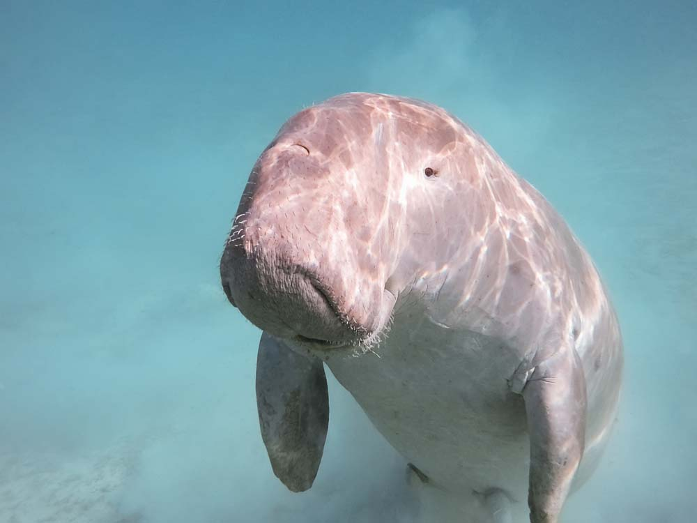Dugong (Dugong dugon) thuộc họ Dugongidae và là thành viên duy nhất còn sống sót của họ này. Thân hình của Dugong dài và thuôn, có thể đạt tới chiều dài 3 mét và nặng đến 500 kg. Đặc điểm nổi bật nhất của Dugong là chiếc vây đuôi giống cá heo, giúp chúng di chuyển linh hoạt trong nước. Da của chúng dày và có màu xám, một số cá thể có những đốm trắng trên da.(Ảnh: Murex Dive Resorts)