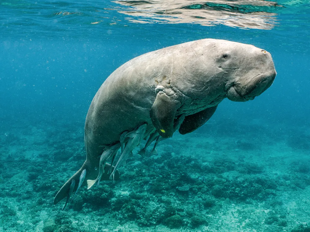 Dugong, hay còn gọi là cá cúi, là một trong những sinh vật biển độc đáo và hiếm gặp nhất trên thế giới. Với hình dáng dễ thương và câu chuyện lịch sử đầy bí ẩn, loài động vật này không chỉ thu hút sự chú ý của các nhà khoa học mà còn của cả cộng đồng yêu thiên nhiên toàn cầu.(Ảnh: Smithsonian Magazine)