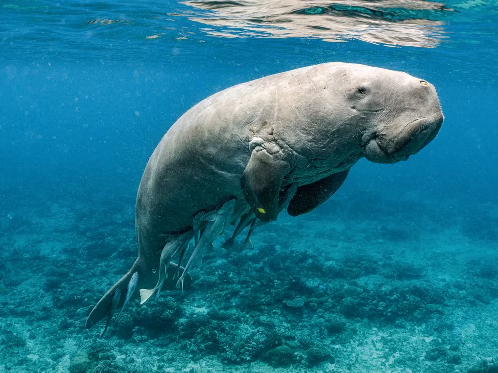 Dugong, hay còn gọi là cá cúi, là một trong những sinh vật biển độc đáo và hiếm gặp nhất trên thế giới. Với hình dáng dễ thương và câu chuyện lịch sử đầy bí ẩn, loài động vật này không chỉ thu hút sự chú ý của các nhà khoa học mà còn của cả cộng đồng yêu thiên nhiên toàn cầu.(Ảnh: Smithsonian Magazine)