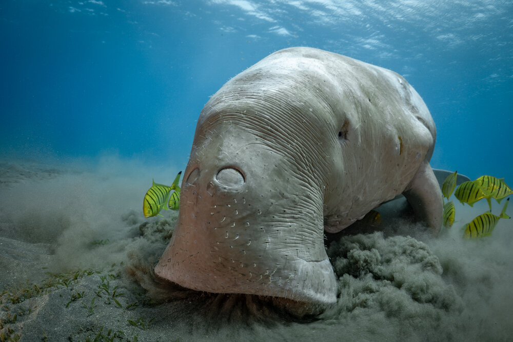 Hiện nay, Dugong đang đối mặt với nguy cơ tuyệt chủng cao. Môi trường sống của chúng đang bị thu hẹp do hoạt động phát triển du lịch, đánh bắt cá và ô nhiễm môi trường. Ngoài ra, Dugong còn bị săn bắt để lấy thịt, da và xương, khiến số lượng cá thể giảm sút nghiêm trọng.(Ảnh: Dmitry Kokh)