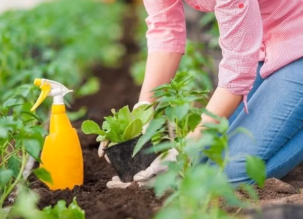 Tien tay vut aspirin ra vuon, 3 ngay sau khong tin vao mat minh-Hinh-2