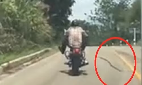 Rung minh ran doc phi than dop nguoi dan ong di xe may