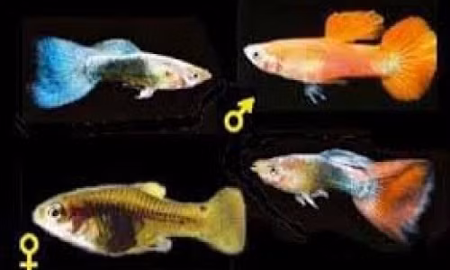 Phat hien bat ngo ve cach dung noc doc cua ca Meiacanthus