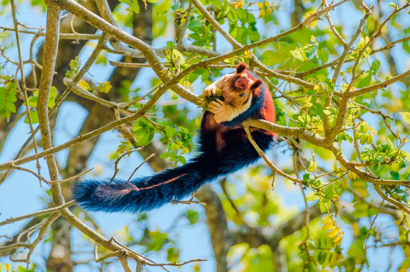 Sóc lớn Ấn Độ thường làm tổ hình cầu khá lớn bằng lá và cành cây.