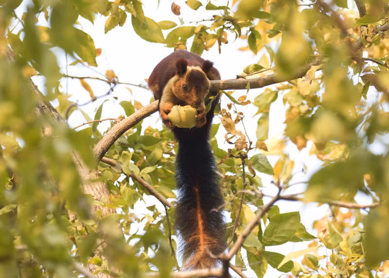 Cuộc sống của sóc lớn Ấn Độ gắn liền với cây cối, chúng hiếm khi rời khỏi cây.