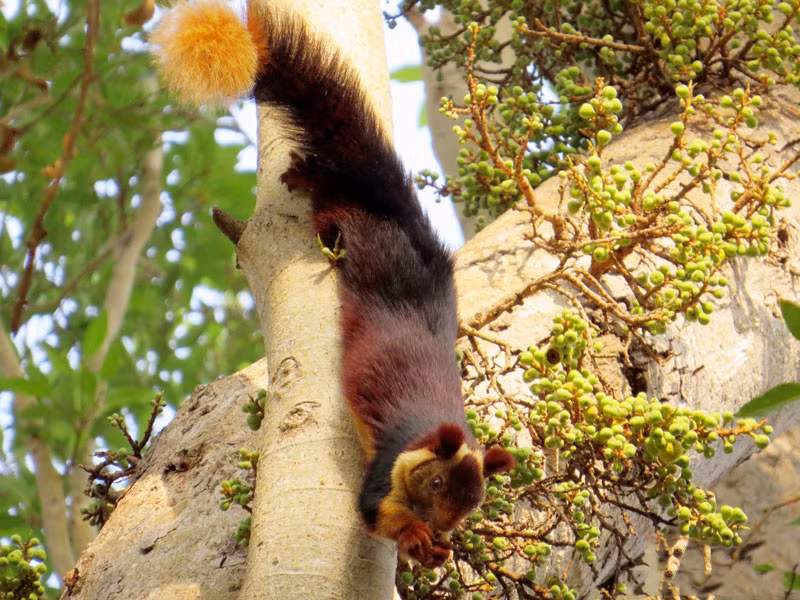 Khi mới chào đời, sóc con nặng 74,5g, dài 27,3cm.