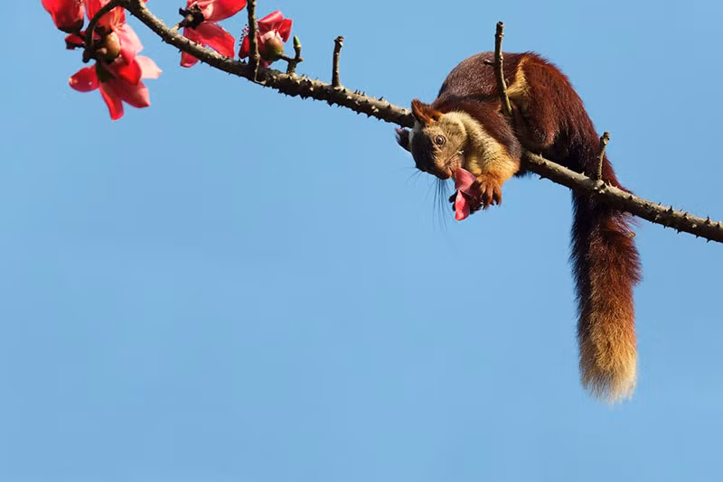 Chúng thường sinh sản vào tháng 3, tháng 4, tháng 9 và tháng 12.