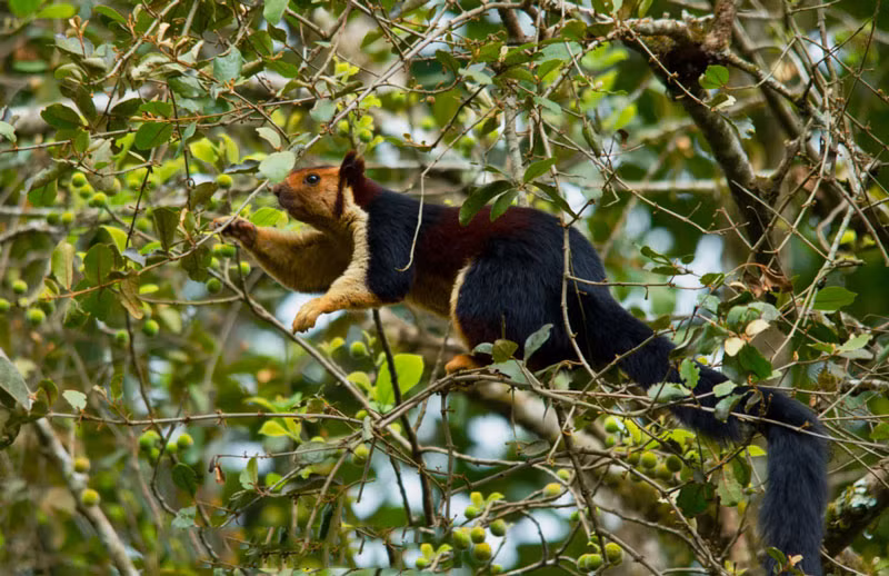 Mỗi lứa, sóc lớn Ấn Độ thường đẻ từ 2-4 con, đôi khi là 5 con.