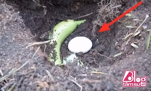 Chong chon chuoi xanh va trung xuong dat, su that khien vo "chet dung"