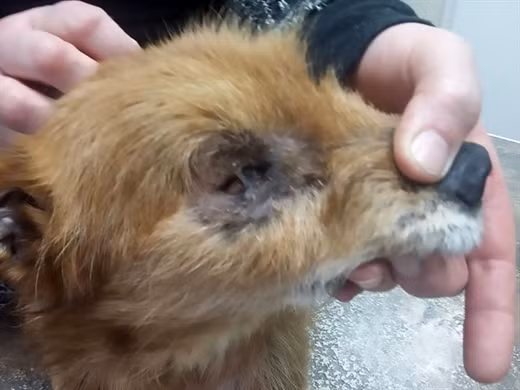 Chú chó tội nghiệp được tìm thấy ở khu rừng bỏ hoang ở Ba Lan.