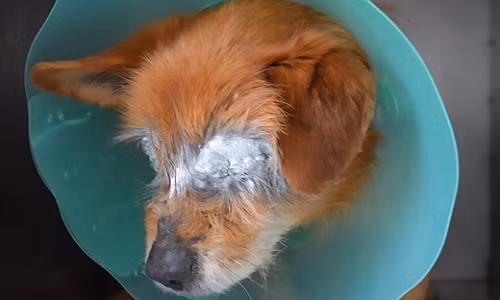 Sau khi được điều trị, nó đang dần hồi phục tuy nhiên hai mắt sẽ mù vĩnh viễn.