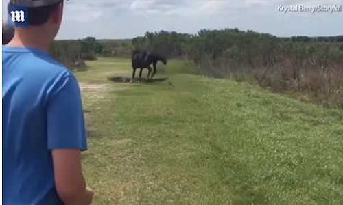 Ngua hoang noi dien danh duoi ca sau khong lo