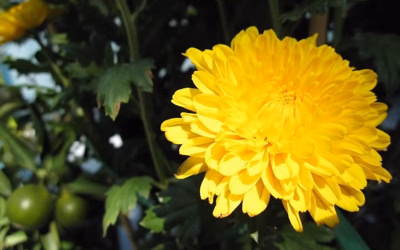 2. Hoa cúc vàng: Hoa cúc vàng mang trong mình rất nhiều ý nghĩa khác nhau như lòng hiếu thảo, sự trường tồn vĩnh cửu hay là biểu tượng của sự sống, phúc lộc và may mắn.