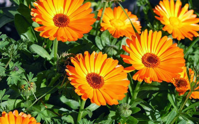 3. Hoa cúc đồng tiền: Đúng như tên gọi của mình, cúc đồng tiền mang lại sự may mắn, tài lộc,tiền tài và thịnh vượng cho gia đình người chủ. Bên cạnh đó, cúc đồng tiền còn biểu trưng cho sức khỏe và tuổi thọ.