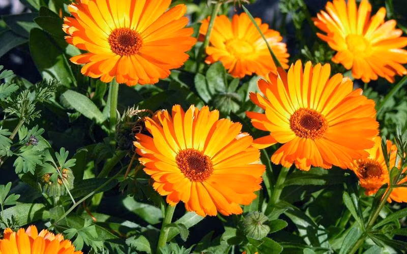 3. Hoa cúc đồng tiền: Đúng như tên gọi của mình, cúc đồng tiền mang lại sự may mắn, tài lộc,tiền tài và thịnh vượng cho gia đình người chủ. Bên cạnh đó, cúc đồng tiền còn biểu trưng cho sức khỏe và tuổi thọ.