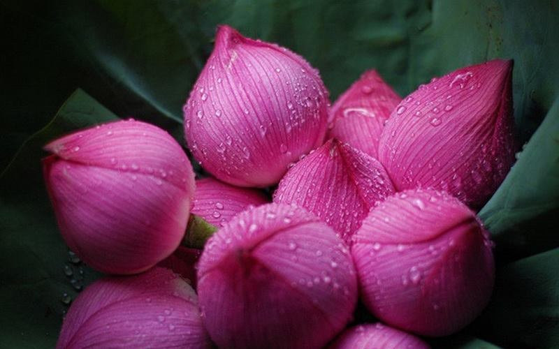 4. Hoa sen: Hoa sen được xem là biểu tượng của nhà Phật, không chỉ trong các chùa chiền có điêu khắc mà hoa sen còn được dùng làm tọa cho các Đức Phật ngồi. Có thể thấy tầm quan trọng cũng như sự đặc biệt của hoa sen.