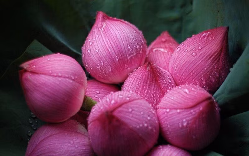 4. Hoa sen: Hoa sen được xem là biểu tượng của nhà Phật, không chỉ trong các chùa chiền có điêu khắc mà hoa sen còn được dùng làm tọa cho các Đức Phật ngồi. Có thể thấy tầm quan trọng cũng như sự đặc biệt của hoa sen.