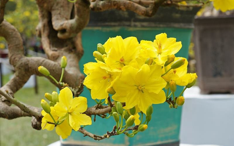 5. Hoa mai: Mai vàng có ý nghĩa mang lại sự may mắn, giàu sang phú quý khi bắt đầu một năm mới và nó còn thể hiện sự cao thượng, lòng vị tha.