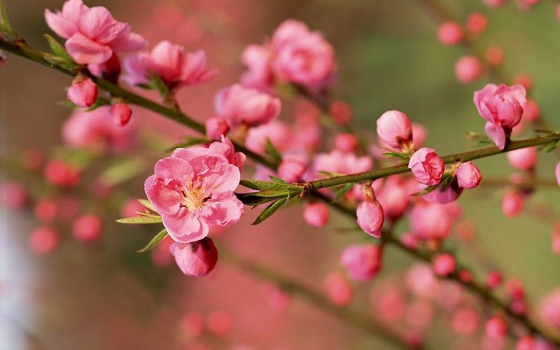 6. Hoa đào: Đầu tiên, hoa đào được xem là tinh hoa của ngũ hành, có thể xua đuổi ma quỷ và mang đến một cuộc sống bình an cho mọi người. Hoa đào còn tượng trưng cho sự sinh sôi nảy nở.