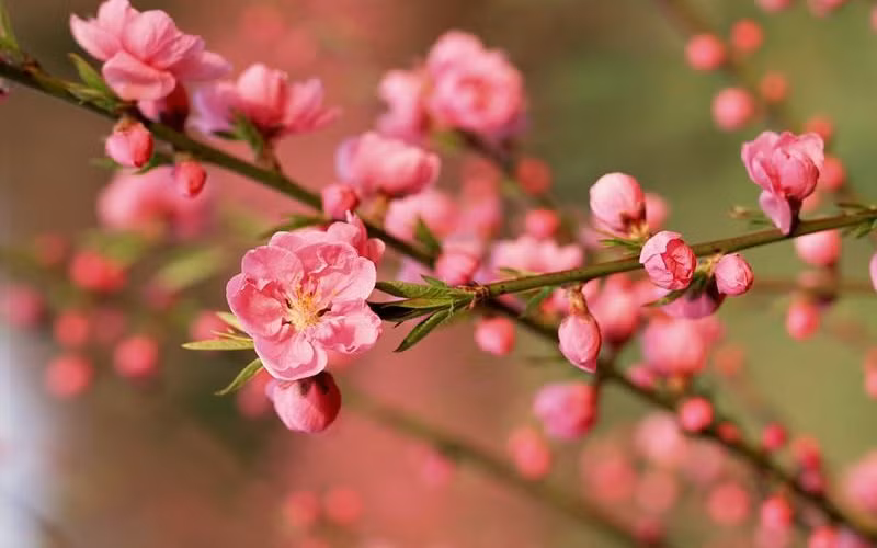 6. Hoa đào: Đầu tiên, hoa đào được xem là tinh hoa của ngũ hành, có thể xua đuổi ma quỷ và mang đến một cuộc sống bình an cho mọi người. Hoa đào còn tượng trưng cho sự sinh sôi nảy nở.