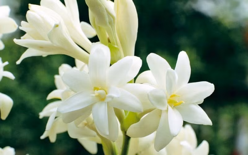 1. Hoa huệ ta (lay ơn): Huệ ta mang một ý nghĩa của sự thuần khiết, thanh tao, trang nhã nên là loại hoa cực thích hợp dùng để làm hoa cúng, dâng lên lễ Phật trong tháng 7 cô hồn.