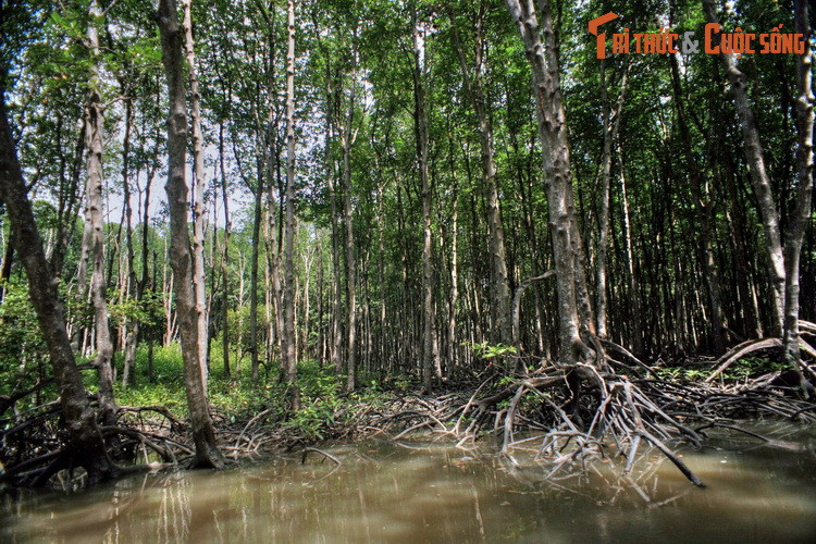  5. Rừng Sác (TP HCM). Nằm ở huyện Cần Giờ của TP HCM, rừng Sác là khu rừng ngập mặn có cảnh quan hoang sơ, được UNESCO công nhận là Khu dự trữ sinh quyển đầu tiên của Việt Nam. Trong rừng có căn cứ Rừng Sác - một di tích lịch sử quan trọng của cuộc kháng chiến chống Mỹ.