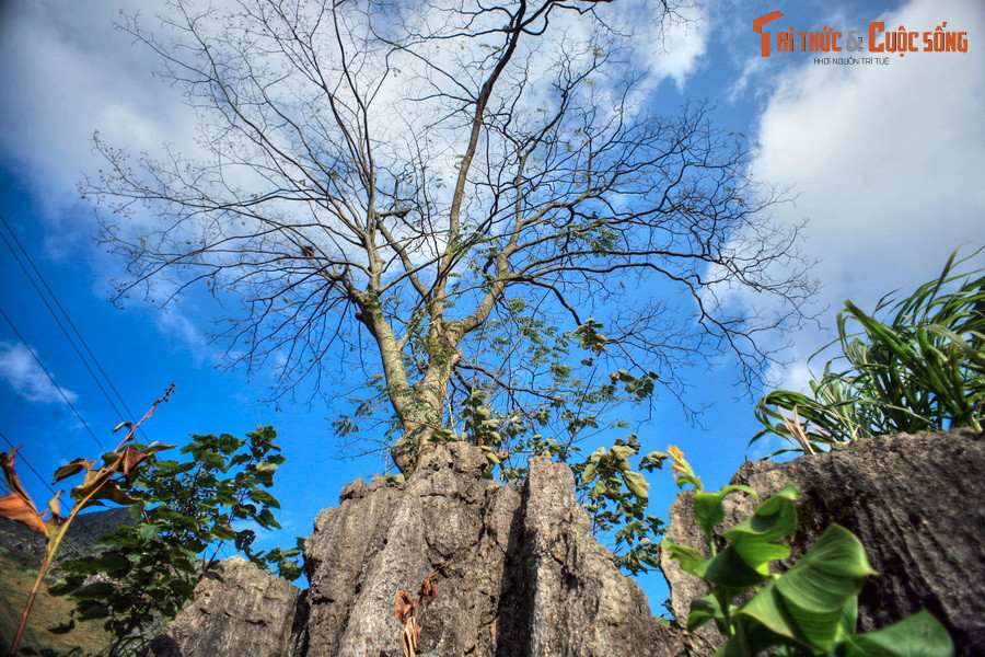 Sự hiện diện của một cây to như vậy là điều lạ ở vùng đất nổi tiếng với điều kiện tự nhiên khắc nghiệt. Người Mông cư trú trong vùng tin rằng có một vị thần cư ngụ ở gốc cây thiêng. Ngài có khả năng hóa giải tất cả những khổ đau, bất hạnh, đem lại may mắn và hạnh phúc cho con người...