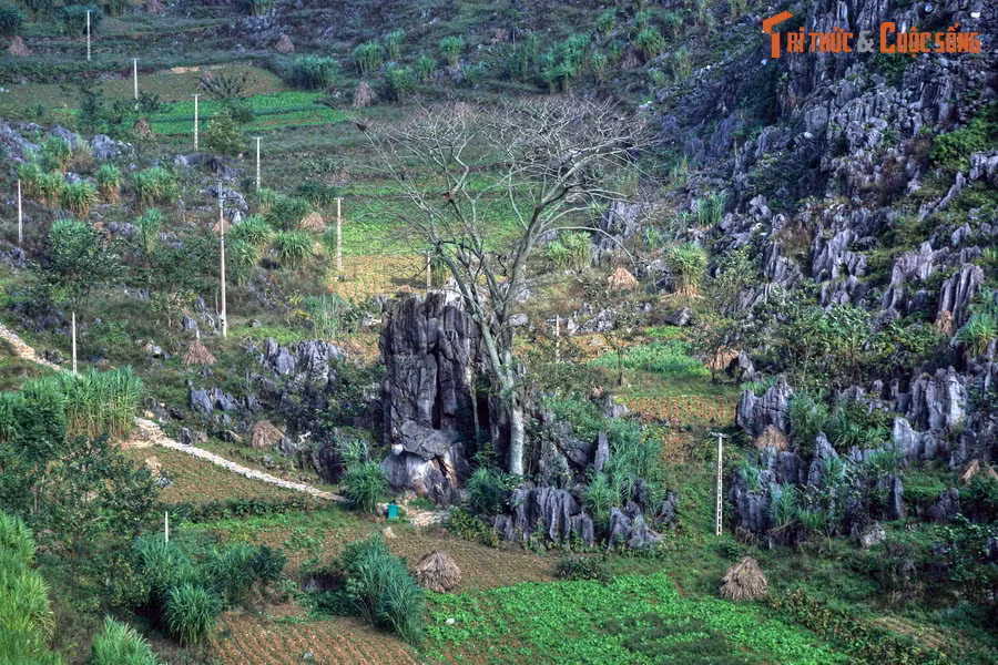 Cây thiêng Thài Phìn Tủng là một điểm dừng chân không thể bỏ qua ở xã cùng tên. Đây là một cây cổ thụ có đường kính gốc khoảng 0,7 mét, mọc giữa một thung lũng chỉ có đá lởm chởm của cao nguyên đá Đồng Văn.