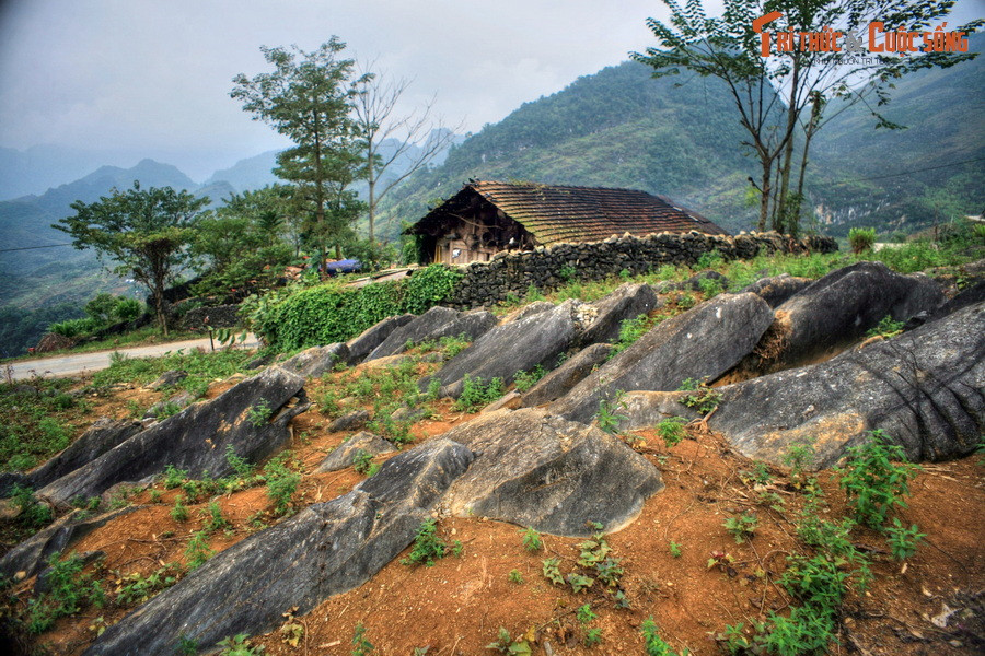 Cách khu "sách đá" không xa là "đàn sư tử biển", cũng nằm ở xã Vần Chải. Đây là một bãi đá với những phiến đá có hình thù thuôn dài, mềm mại, nằm san sát và cùng hướng với nhau như một đàn sư tử biển đang tắm nắng.