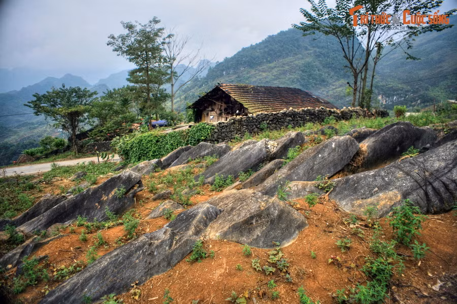 Cách khu "sách đá" không xa là "đàn sư tử biển", cũng nằm ở xã Vần Chải. Đây là một bãi đá với những phiến đá có hình thù thuôn dài, mềm mại, nằm san sát và cùng hướng với nhau như một đàn sư tử biển đang tắm nắng.