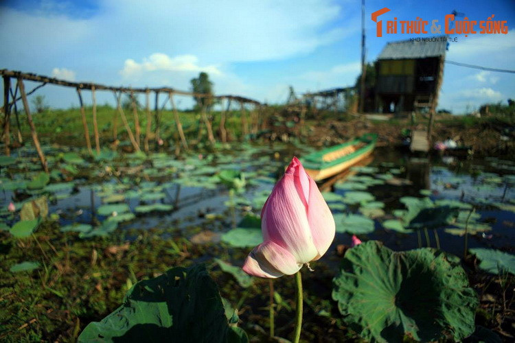  4. Đồng sen Tháp Mười (Đồng Tháp). Bất cứ người Việt Nam nào cũng biết đến câu ca dao "Tháp Mười đẹp nhất bông sen". Khu sinh thái đồng sen Tháp Mười có diện tích gần 20 ha, được ví như một "vương quốc của hoa sen", là thắng cảnh nổi bật của tỉnh Đồng Tháp.