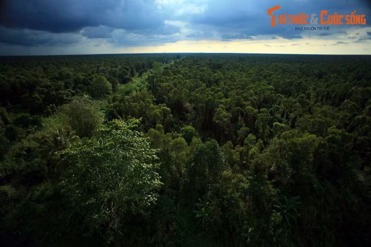  3. Rừng U Minh (Kiên Giang và Cà Mau). Rừng U Minh rộng 2.000 km2, là kiểu rừng rất đặc thù, độc đáo và quý hiếm trên thế giới, gồm VQG U Minh Thượng và VQG U Minh Hạ. Khu rừng này được biết đến rộng rãi qua tác phẩm "Đất rừng Phương Nam" của nhà văn Đoàn Giỏi.