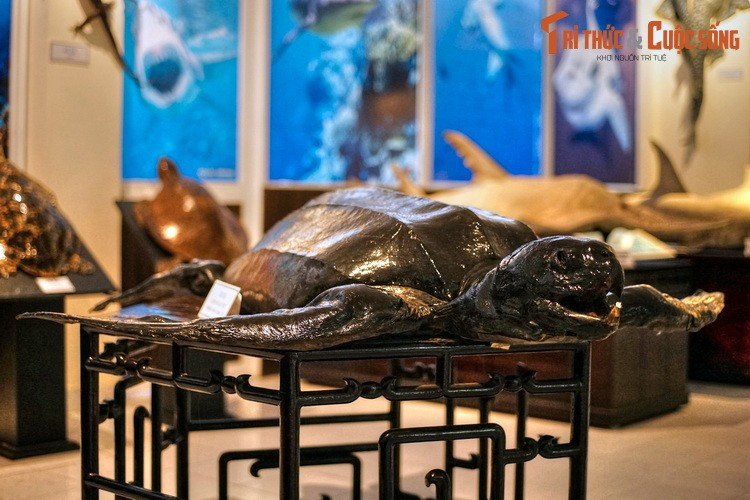  6. Viện Hải dương học. Tọa lạc tại số 1 đường Cầu Đá, Viện Hải dương học Nha Trang là một viện nghiên cứu đời sống động thực vật hải dương lớn nhất của Việt Nam. Bên cạnh hoạt động nghiên cứu, đây còn là một bảo tàng lưu trữ hiện vật biển lớn bậc nhất Đông Nam Á.