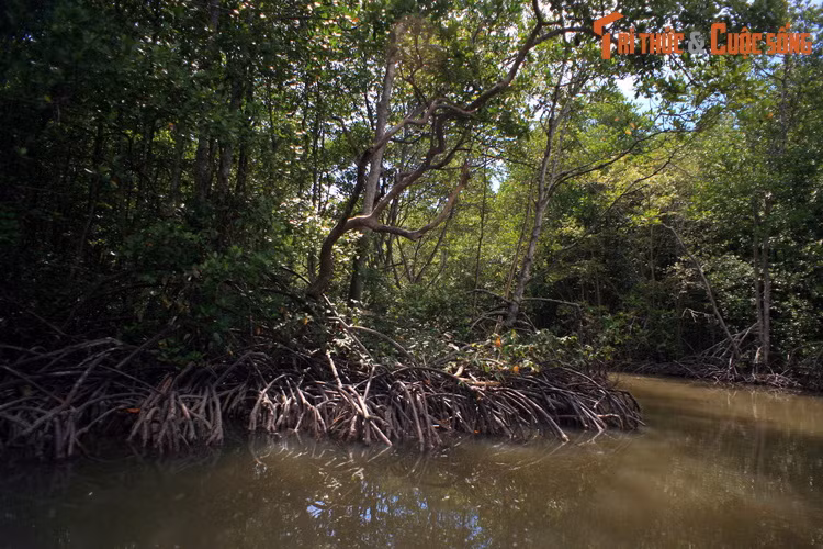  1. Khám phá rừng ngập mặn. Cách trung tâm TP HCM khoảng 40 km, Khu dự trữ sinh quyển rừng ngập mặn Cần Giờ (huyện Cần Giờ, TP HCM) là nơi sở hữu một hệ động thực vật đa dạng độc đáo điển hình của vùng ngập mặn.