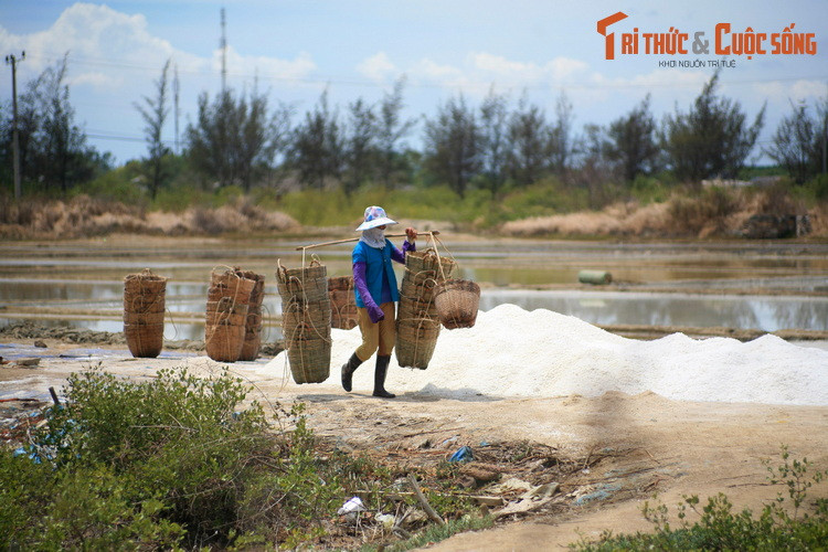 Khoảng thời gian thu hoạch muối thường kéo dài từ khoảng tháng 12 – 5 Dương lịch, đây là thời điểm lý tưởng để du khách có thể ghé thăm làng muối và chiêm ngưỡng vẻ đẹp của những ruộng muối trắng xóa.