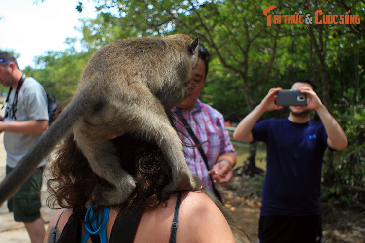 Những chủ khỉ ở nơi đây rất bạo dạn với con người, sẵn sàng đeo bám du khách để vòi vĩnh đồ ăn. Du khách nhiều khi phát hoảng với những trò tinh quái của lũ khỉ.