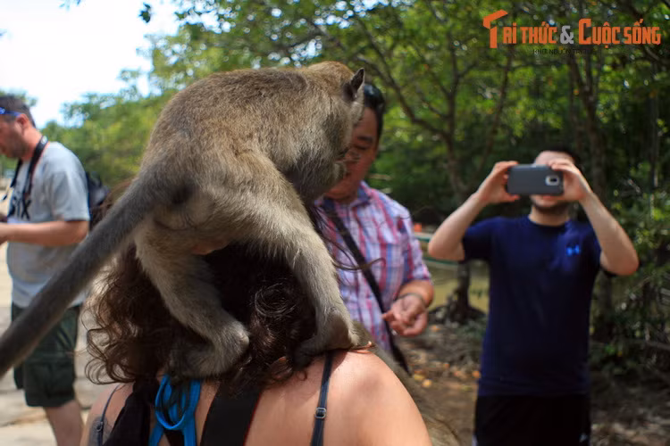 Những chủ khỉ ở nơi đây rất bạo dạn với con người, sẵn sàng đeo bám du khách để vòi vĩnh đồ ăn. Du khách nhiều khi phát hoảng với những trò tinh quái của lũ khỉ.