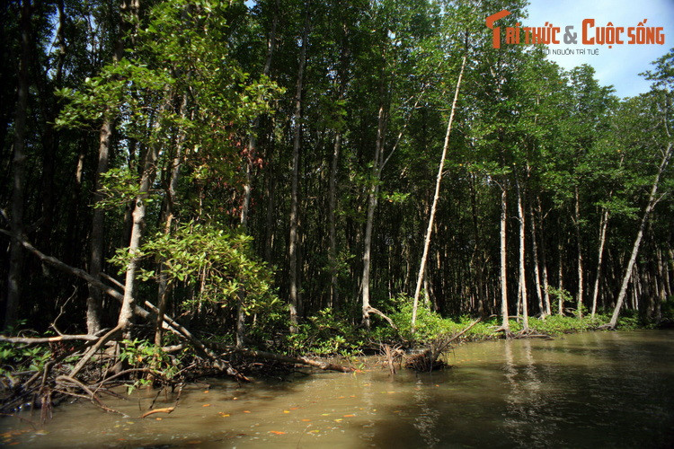 Được hình thành ở hạ lưu hệ thống sông Đồng Nai – sông Sài Gòn, tổng diện tích khu dự trữ sinh quyển này là 75.740 ha. Đây là hệ sinh thái trung gian giữa hệ sinh thái thủy vực với hệ sinh thái trên cạn, hệ sinh thái nước ngọt và hệ sinh thái nước mặn.