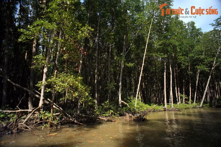 Được hình thành ở hạ lưu hệ thống sông Đồng Nai – sông Sài Gòn, tổng diện tích khu dự trữ sinh quyển này là 75.740 ha. Đây là hệ sinh thái trung gian giữa hệ sinh thái thủy vực với hệ sinh thái trên cạn, hệ sinh thái nước ngọt và hệ sinh thái nước mặn.