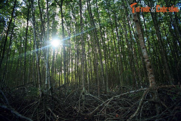 Khu rừng này là địa điểm lý tưởng phục vụ cho việc nghiên cứu khoa học, du lịch sinh thái. Đến thăm rừng Cần Giờ, những vị khách phương xa sẽ có cơ hội trút bỏ mọi lo toan của cuộc sống thường nhật để cảm nhận trọn vẹn hơi thở của thiên nhiên, trở về với nguồn cội...
