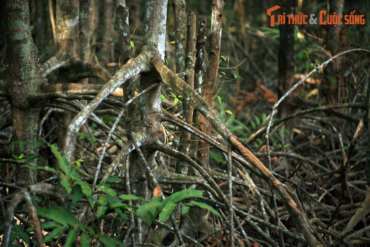 Hệ thực vật nơi đây đặc biệt phong phú với trên 150 loài thực vật, trở thành nguồn cung cấp thức ăn và nơi trú ngụ cho rất nhiều loài thủy sinh, cá và các động vật có xương sống khác. Quần thể động vật trong rừng Cần Giờ cũng không kém phần phong phú.