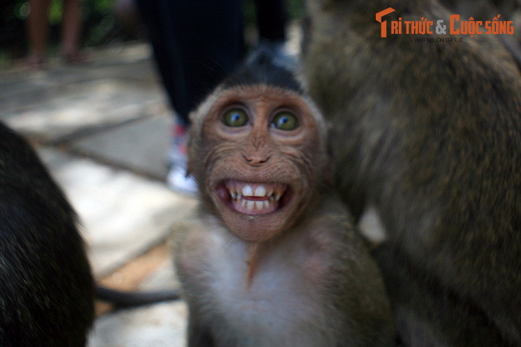  2. Chơi đùa với khỉ. Được mệnh danh là "vương quốc của loài khỉ", Đảo khỉ Cần Giờ là nơi sinh sống của hàng nghìn chú khỉ hiếu động trong khung cảnh thiên nhiên nguyên sơ, với rừng cây và hệ thống kênh rạch chằng chịt bao quanh.