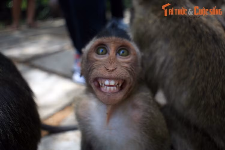  2. Chơi đùa với khỉ. Được mệnh danh là "vương quốc của loài khỉ", Đảo khỉ Cần Giờ là nơi sinh sống của hàng nghìn chú khỉ hiếu động trong khung cảnh thiên nhiên nguyên sơ, với rừng cây và hệ thống kênh rạch chằng chịt bao quanh.