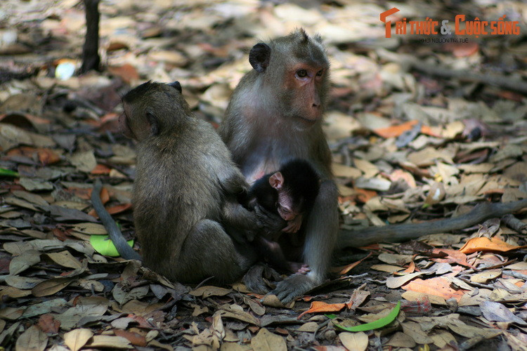 Bên cạnh việc chơi đùa với khỉ, Đảo khỉ cũng là nơi lý tưởng để quan sát cuộc sống của loài khỉ trong một khung cảnh thiên nhiên hoang dã.